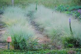 Image result for Eragrostis dinteri