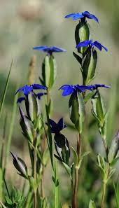 Image result for Gentianaceae