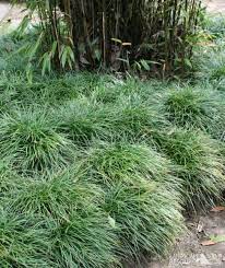 Ophiopogon Japonicus Mondo Grass Desert Plants Landscaping Mondo Grass Dwarf Mondo Grass
