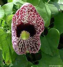 Image result for Aristolochia littoralis