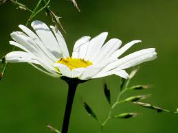 Image result for foto Kopretina