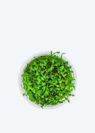 Image result for Marsilea minuta