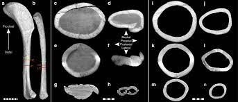Bone decalcification is the removal of the. Wing Bone Geometry Reveals Active Flight In Archaeopteryx Nature Communications