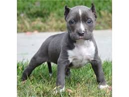 Looking for pitbull puppies for sale? Pitbull Terrier Puppies For Sale Near Me