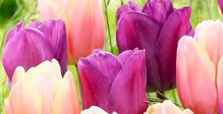 Easter flower arrangements and plants are the perfect gift to share the joy of easter. Decorating With Easter Flowers Plants English Gardens