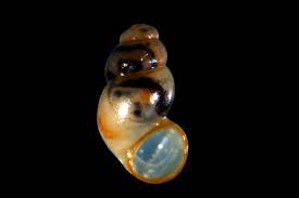 This remains my favorite species. Baumschnecke Geo