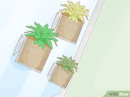 $23 at the sill · 2 assorted tillandsia air plants. Easy Ways To Hang Plants Without Holes 8 Steps With Pictures