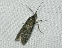 Image result for Pyla fusca