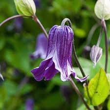Image result for Clematis costata