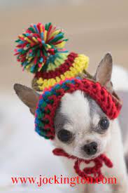 Chihuahua Teacup Chihuahua Puppies Cute Dogs Breeds Chihuahua Puppies