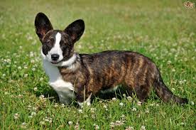 Merles are 1300 and solids are 900. Cardigan Welsh Corgi Idaho
