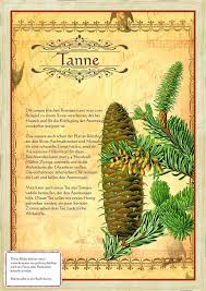 Tanne Http Www Kraeuter Verzeichnis De Krauter Pflanzen Krauter Krauterpflanzen