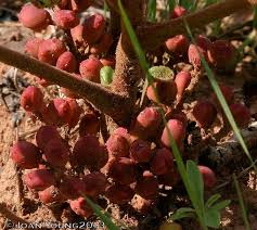 Image result for Lannea edulis