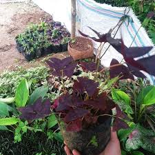 Semua tanaman yang anda butuhkan, kami memilikinya, kami juga siap membantu proses penanaman juga perawatan tanaman. Jual Tanaman Hias Murah Home Facebook