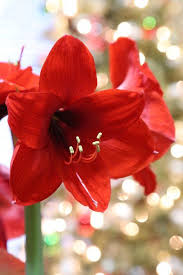 Amaryllis Are Winter Blooming Bulbs That Brighten Up The Holiday Season Learn How To Grow Beautiful Amaryllis Amaryllis Amaryllis Flowers Bulbs Garden Design