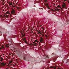 White carnations suggest pure love and good luck, light red symbolizes admiration, while dark red represents deep puple, pink and blue most discuss white and purple carnation flowers. Bicolor Dark Pink Carnations Wholesale Flowers Fiftyflowers