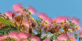 Mimosa The Tree Of Happiness The Alchemist S Kitchen