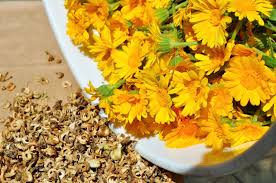 Maybe you would like to learn more about one of these? Mengenal Calendula Bahan Untuk Kecantikan Dan Sejuta Manfaatnya
