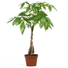 Check spelling or type a new query. Money Tree Pachira From Easternleaf Com