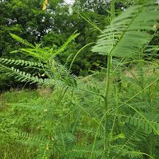 Image result for Sesbania sesban