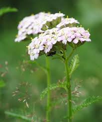 Pin By Marybeth Schulz07 On Plant Of The Day Wild Flowers British Wild Flowers Hedging Plants
