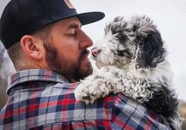 Blue eyed mini sheepadoodle puppy. 6 Best Sheepadoodle Breeders In Ohio 2021 We Love Doodles