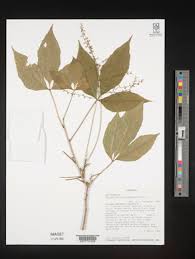 Image result for Allophylus abyssinicus