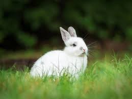 Makeup, skin care, hair care brands and more.all animal cruel brands can be found here. China Ends Mandatory Animal Testing For A Majority Of Cosmetics Dazed Beauty
