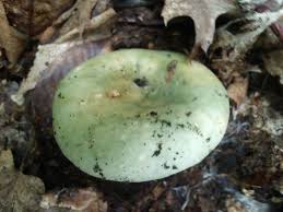 Image result for Russula variata