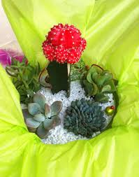 Cactus Et Plantes Grasses Dans Un Contenant En Verre Rond Sable Blanc 37 00 Les Jardins De Marianne 01 30 47 52 46 Plantes Grasses Verre Rond Plante