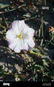 Image result for Ipomoea stolonifera