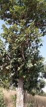 Image result for Terminalia macroptera