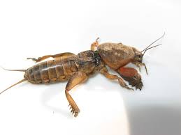 Mole Cricket Control Tips For Mole Cricket Elimination