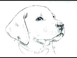 Maybe you would like to learn more about one of these? Dog Drawing Labrador Easy Novocom Top