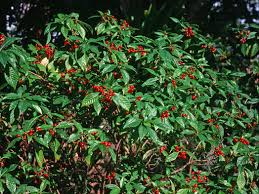 Image result for Coffea sp. A