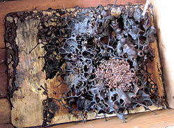Stingless bee is widely known as kelulut in malaysia. Stingless Bee Wikipedia