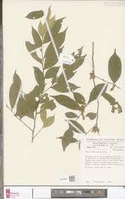 Image result for Carpolobia alba