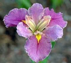 Louisiana Iris Kay Nelson Jardins Iris