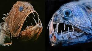 Dengan demikian tidak mungkin jika wilayah yang paling luas di dunia ini tak berpenghuni. Keadaan Gelap Dan Seram Ini 9 Makhluk Aneh Hidup Di Dasar Laut Hingga Cecah Kedalaman Lebih 5 000 Meter