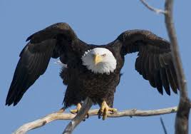 Maybe you would like to learn more about one of these? Bald Eagle Killed In Grand Rivers Kentucky 2 500 Reward Offered For Information Leading To A Conviction U S Fish Wildlife Service