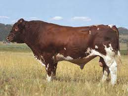 What Are Maine Anjou Cattle Used For Learn Natural Farming