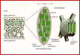 Some of the vital types of plastids and their functions are as Plastids