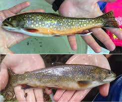 Big rivers to coastal coves, the rainbow trout is now stocked for recreational purposes all around. Few Hatchery Brook Trout Genes Present In Pennsylvania Watershed Wild Fish