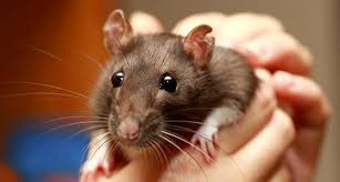 Check out our dumbo rat selection for the very best in unique or custom, handmade pieces from our shops. Dumbo Rats The Differences And Similarities To Know Before You Adopt Ratcentral