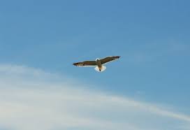 Birds flying in the sky. Bird Flying Blue Sky Picography Free Photo