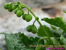Image result for Micrococca mercurialis