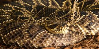 Brownish red, white, creamy yellow, sometimes black. Eastern Diamondback Rattlesnake Smithsonian S National Zoo