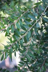 Image result for Melaleuca