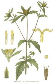 Image result for Bidens oligoflora