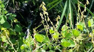 Image result for Rhynchosia sublobata